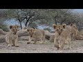 Lion pride with cubs - at eye level and at very close range