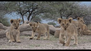Lion pride with cubs - at eye level and at very close range