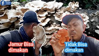 UTAN BATANG-JAMUR KAYU | TIDAK SEMUA BISA DIMAKAN