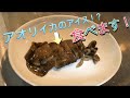 アオリイカのルイベ 凍ったまま食べます