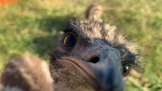 Can Emus Apologize for reckless endangerment?