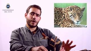 Arte y Cosmovisión Indígena en Argentina
