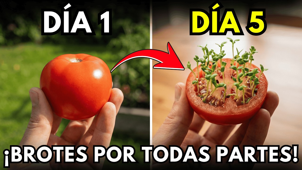 ¡No compres más semillas! Cultiva tomates en 5 días con restos de cocina