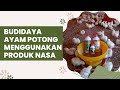 Cara Sukses Budidaya Ayam Potong Menggunakan Produk NASA