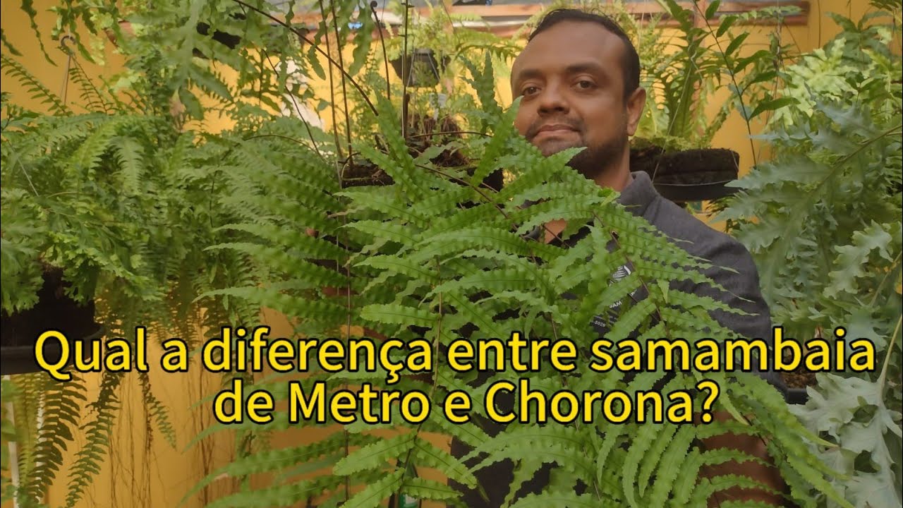 Qual a diferença entre samambaia de Metro e Chorona?