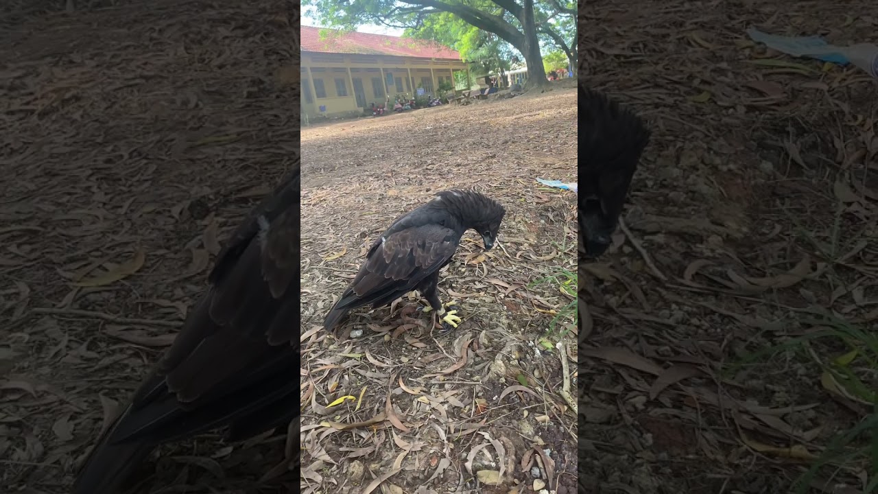   Eagle black ហៅអាប៊ូ