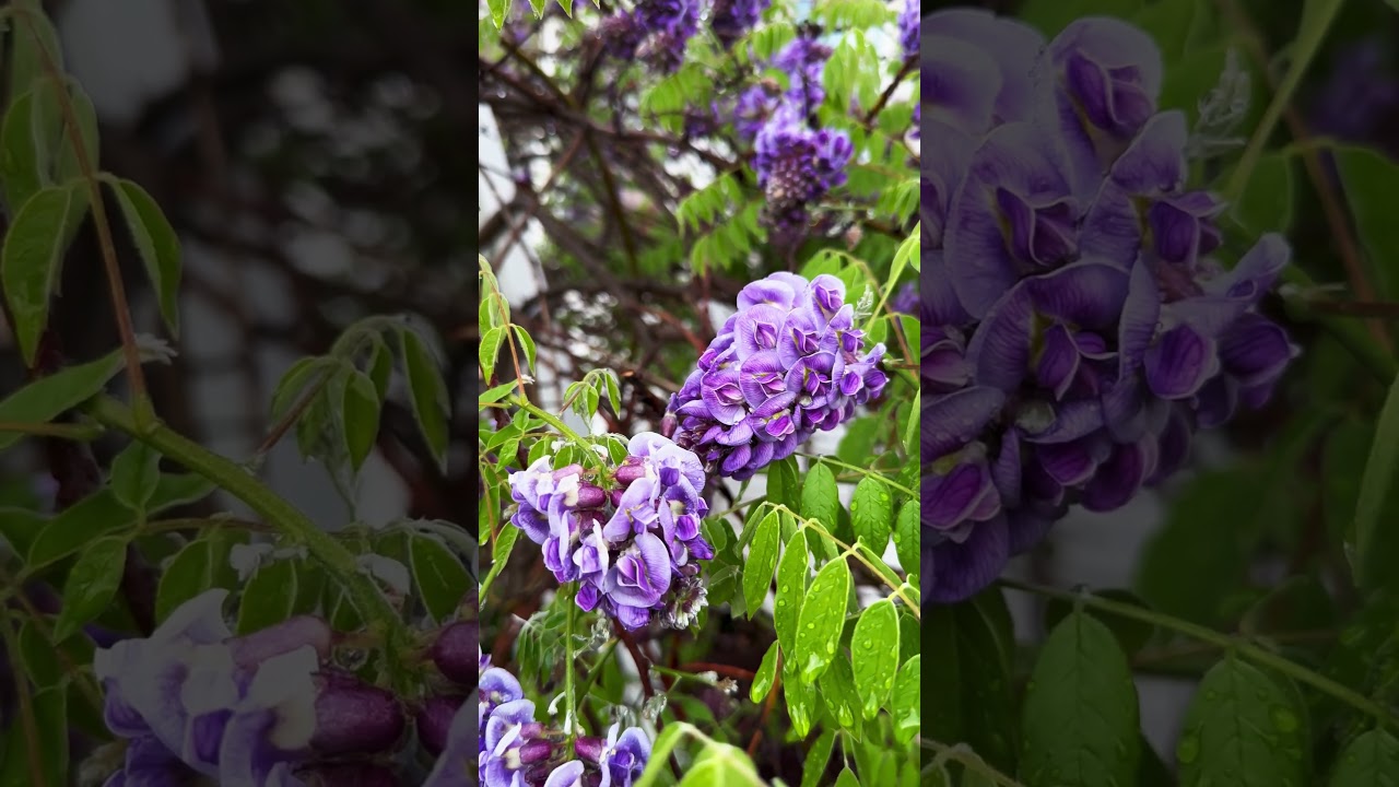Fragrant purple blossoms Wisteria, the springtime enchantment  