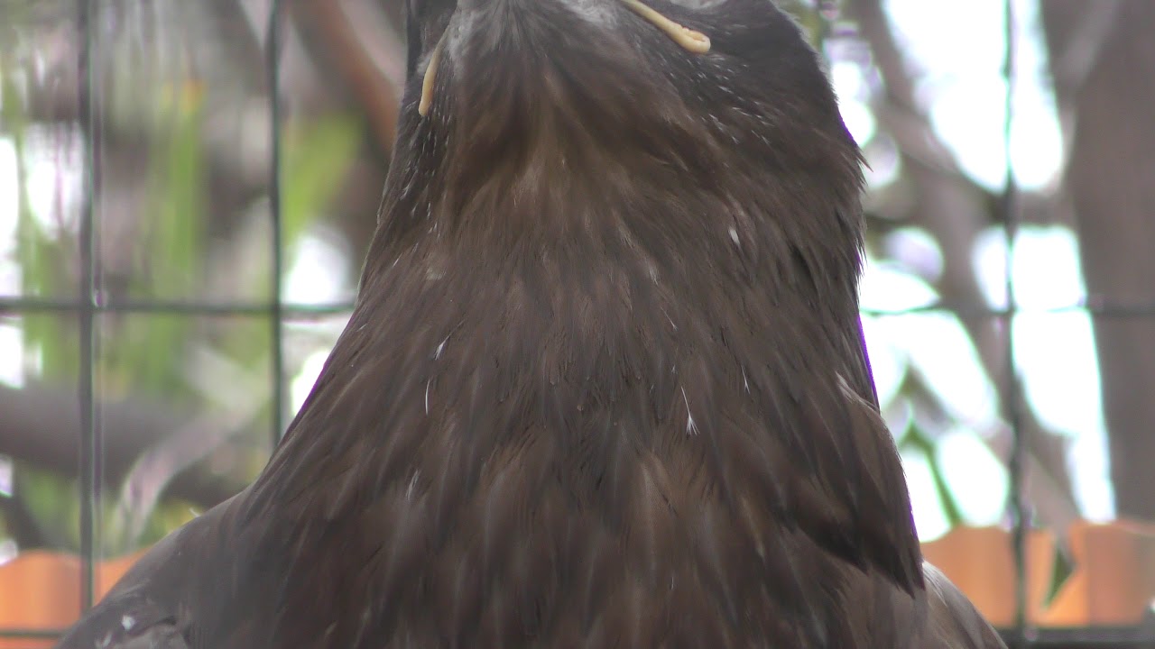 ソウゲンワシ 天王寺動物園 19年3月31日 Zfc Jp