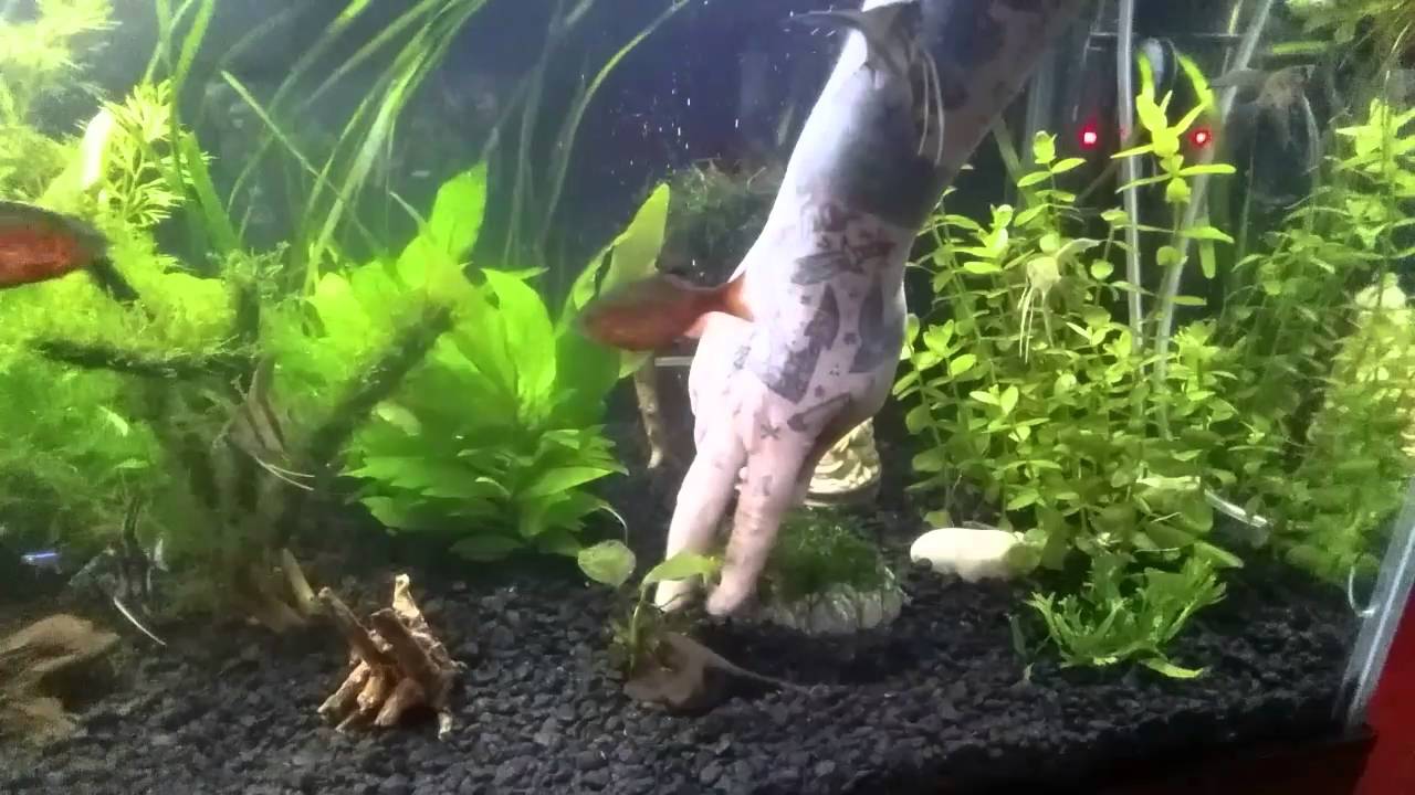 JAVA MOSS ON ROCKS - An Easy Project 