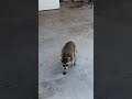 حيوان الراكون يسرق طعام القطط Raccoon Steals Cat Food 