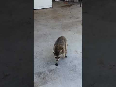 حيوان الراكون يسرق طعام القطط Raccoon Steals Cat Food 
