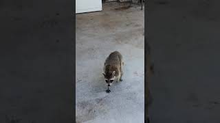 حيوان الراكون يسرق طعام القطط - Raccoon steals cat food