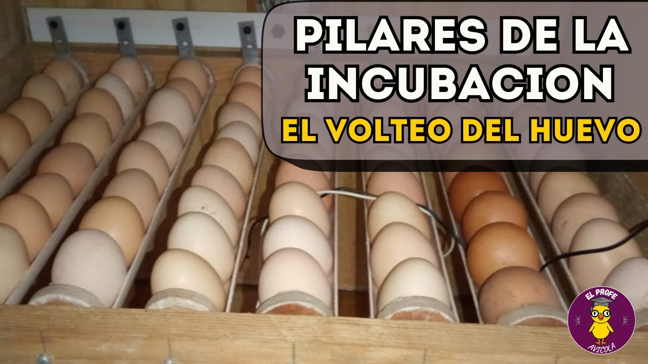 El VOLTEO del HUEVO en la INCUBACIÓN del POLLITO 🥚🐣 POR QUE y COMO ...