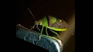 Stink Bug Lets Me Record, then JUMPS AT ME! #stinkbug #natureisawesome