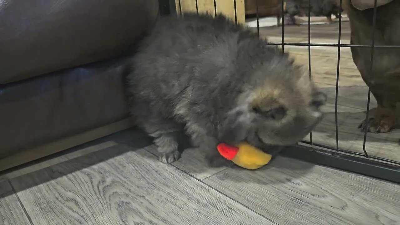 02202026 Sable Male (Ethel x Jaxx Litter)