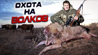 охота на волков!ДОБЫЛИ МАТЕРУЮ ВОЛЧИЦУ!wolfsjagd