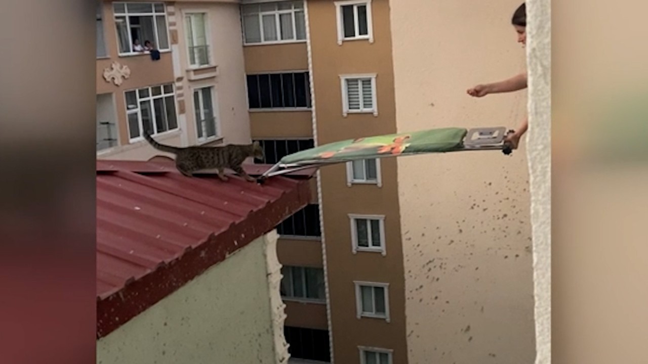 Women Use Ironing Board To Rescue Cat Stranded On Roof