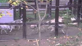 オオカミ一家 4日ぶりの同居~Wolves run and eat meat.