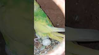 শুভ সকাল 😃#trending #birds #lovebird #lovebirdshyderabad