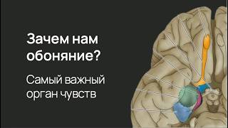 картинка: Запахи: зачем они нужны и как мы их чувствуем