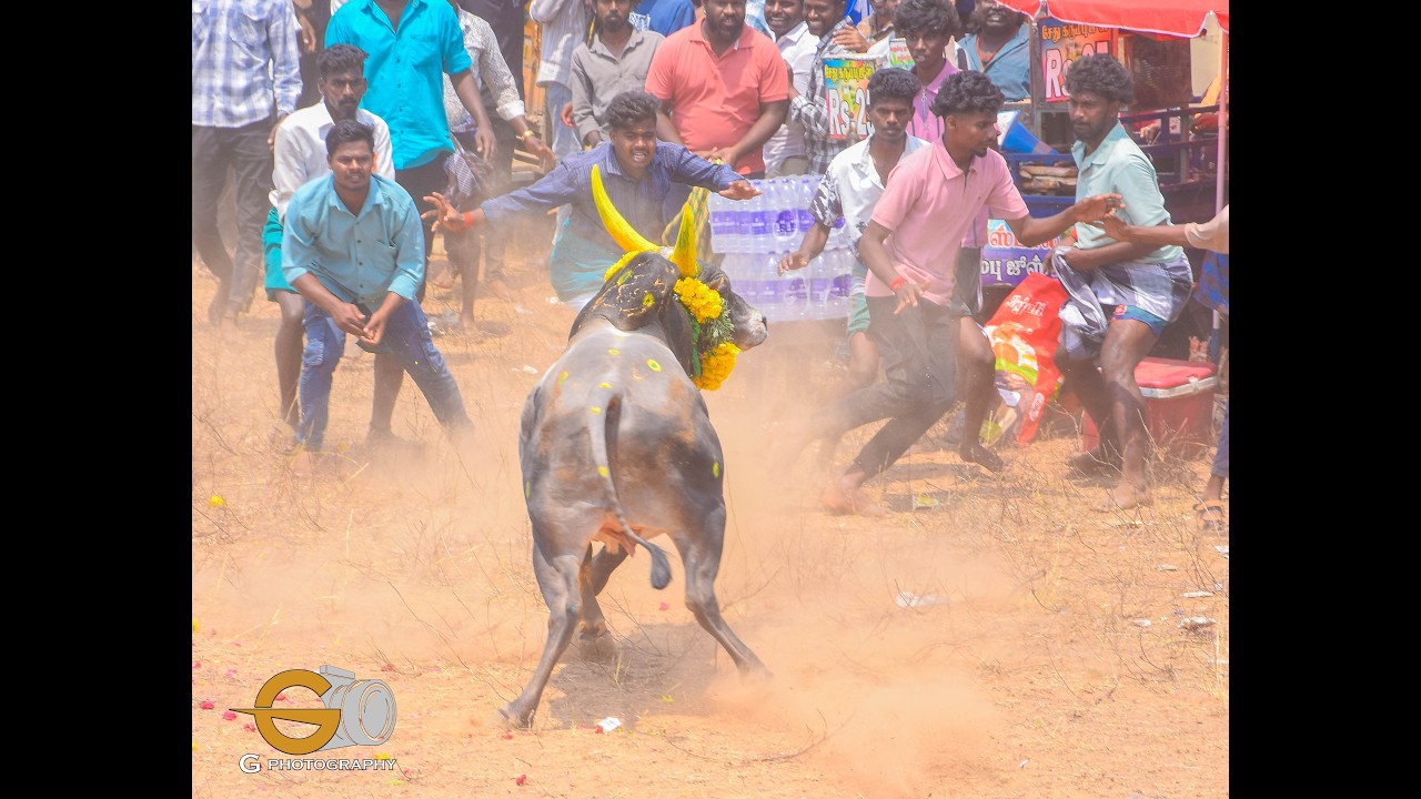 அரளிப்பாறை மஞ்சுவிரட்டு திருவிழா 2026