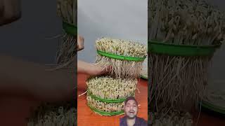 FAST FOOD VS SPROUT 🌱 #MOONG DAAL#VIRAL #TRENDING #SHORTS #SHORTSFEED