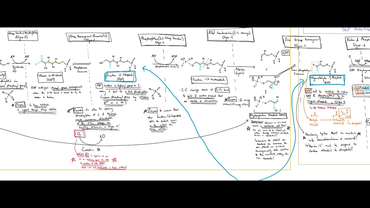 Biochemical Reactions of Glycolysis & The Fates of Pyruvate
