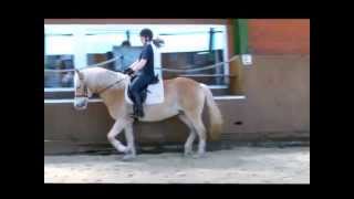 Haflinger, for sale