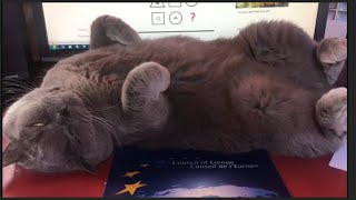 British Shorthair Cat RELAX | Chat Britannique RELAXÉ | Simon