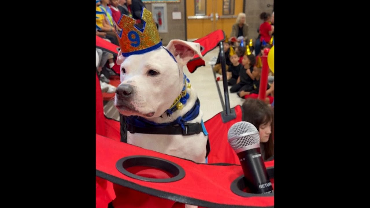 Video preview image of Cole the Deaf Dog; click to visit the ParentSquare post with the video