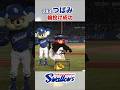 つばみ 輪投げ成功 #swallows #つばみ #shorts