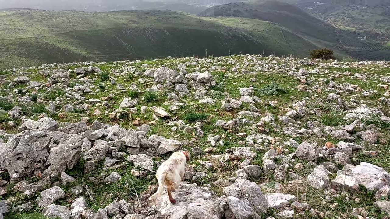 Setter Inglese su coturnici Honda da Radentis Caruso x Zoe delle Querce Merizie