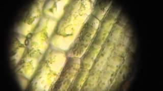 Elodea cells put in salt water