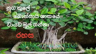 How to grafting arial root and get the arial root of bonsai tree/banayanam bonsai/2021SL bonsai secr