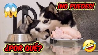 Dejo solos a mis perros y les digo que no se pueden comer el pollo y esta es su INCREÍBLE REACCIÓN screenshot 5
