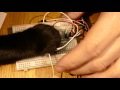 Electronics with a cat