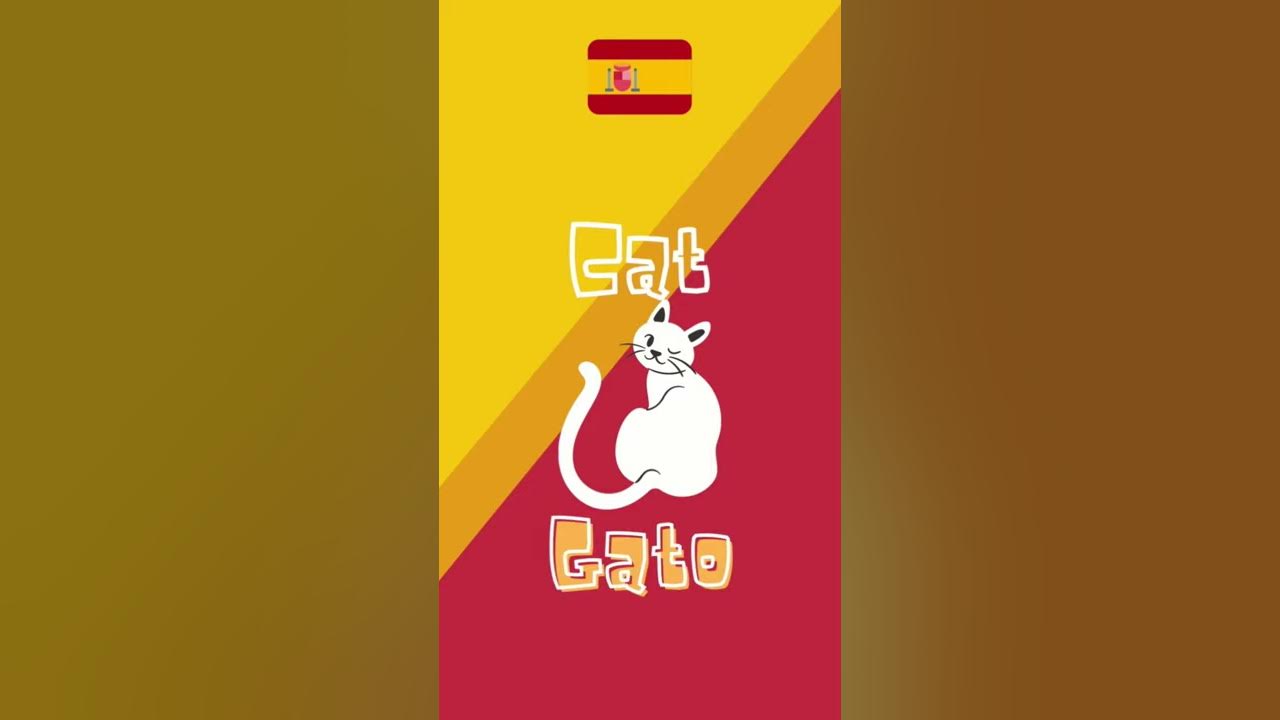 how-to-say-cat-in-spanish-learn-spanish-youtube