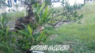 stigi darat natuna