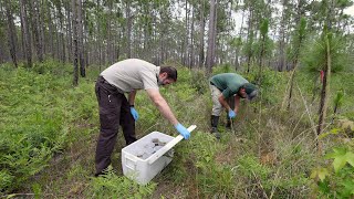 South Carolina's rarest frog released back at home in Francis Marion Forest