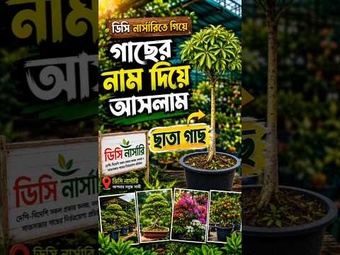 নার্সারিতে গিয়ে ছাতা গাছ দেখলাম #vlog #trending