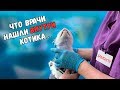 Спасение котика с раной на шее. Еще одна операция. Нашли инородный предмет / SANI vlog