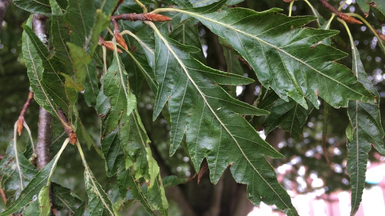 Cut-leaf Beech - Exeter Trees & Shrubs