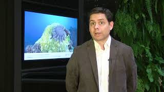 Reef scientists adapt ideas from investment world to coral reef conservation - 1