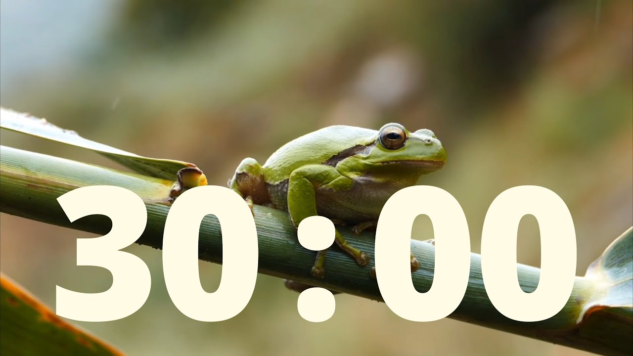 Enjoy 30 Minutes of Relaxing Rain Sounds - Timer with Alarm - YouTube