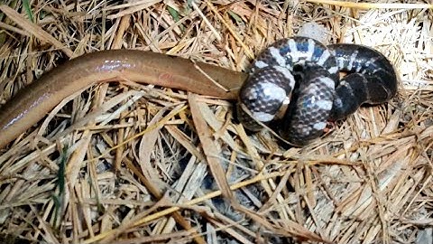 Bẫy Chuột Ngày Cuối, Về Quê ăn Tết Phát Hiện Rắn Hai Đầu Sọc Trắng Sọc Đen #vợchồngmiềntâytv