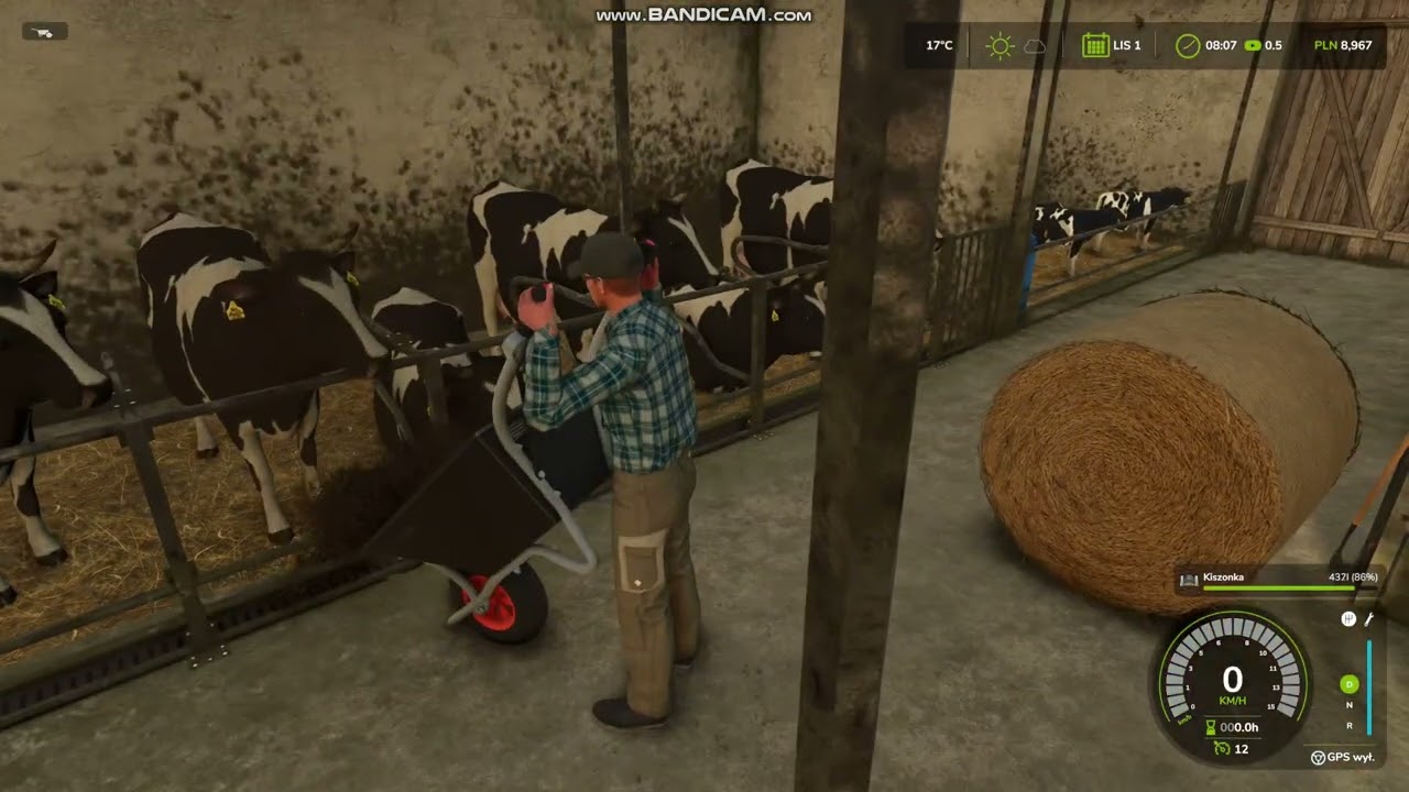 Obrządki u krów 😀 Polska Wieś FS25