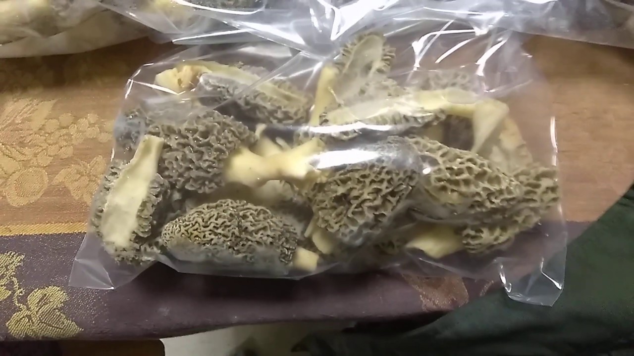 Morel Mushrooms Properly Frozen (Morel Storage) YouTube