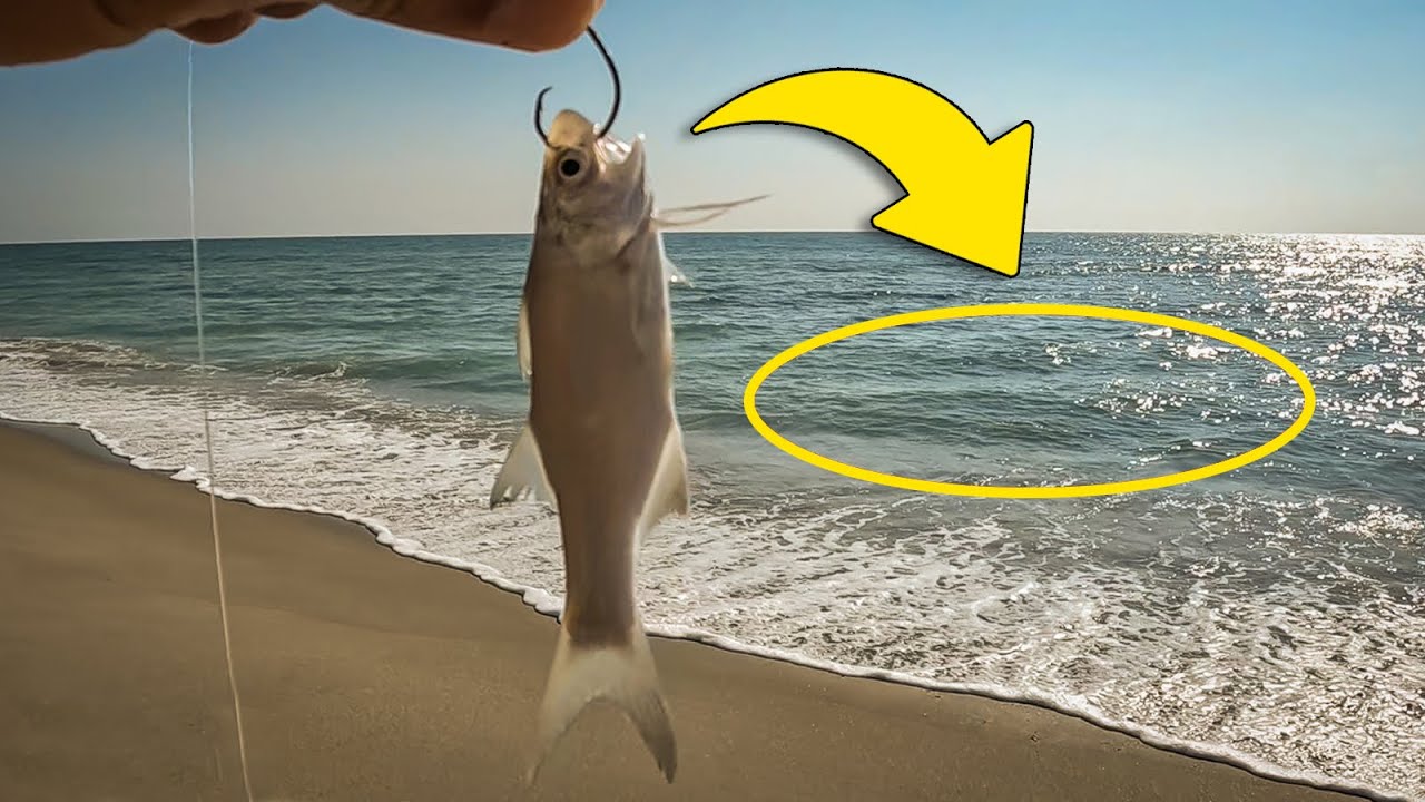 What will Eat this Bait? Beach Fishing in Florida 