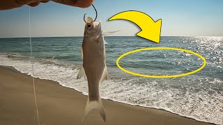 What will Eat this Bait? Beach Fishing in Florida