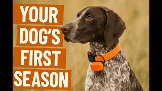 Your Dog’s First Hunting Season – Birddoggin' Podcast S2E4